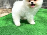 Show Kalitede Erkek Pomereanian Köpeği