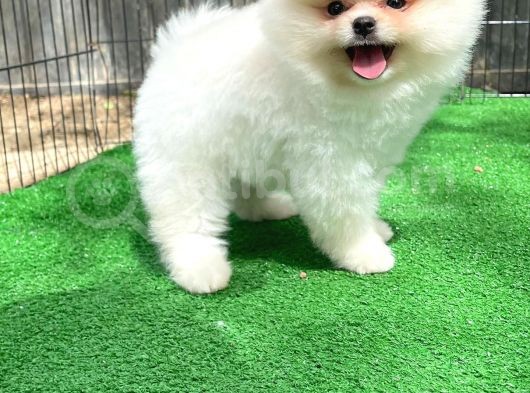 Show Kalitede Erkek Pomereanian Köpeği görsel