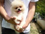 Show Kalitede Erkek Pomereanian Köpeği