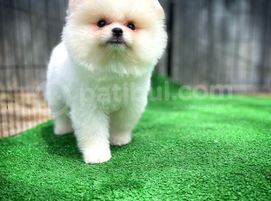 Show Kalitede Erkek Pomereanian Köpeği görsel