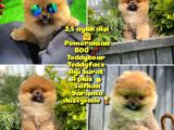 Güzel Ötesi Safkan Ayı Surat Teddybear Boo Pomeranian Kızımız Winy