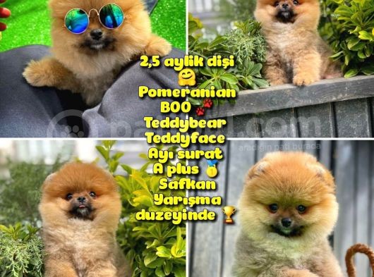 Güzel Ötesi Safkan Ayı Surat Teddybear Boo Pomeranian Kızımız Winy görsel