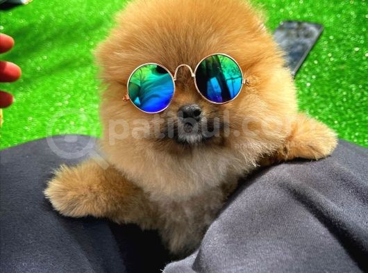 Güzel Ötesi Safkan Ayı Surat Teddybear Boo Pomeranian Kızımız Winy görsel