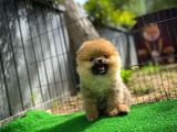 Güzel Ötesi Safkan Ayı Surat Teddybear Boo Pomeranian Kızımız Winy