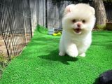 Mavi Gözlü Erkek Pomereanian Köpeği