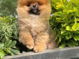 Güzel Ötesi Safkan Ayı Surat Teddybear Boo Pomeranian Kızımız Winy