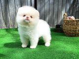 Mavi Gözlü Erkek Pomereanian Köpeği