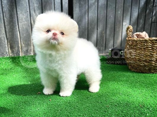 Mavi Gözlü Erkek Pomereanian Köpeği