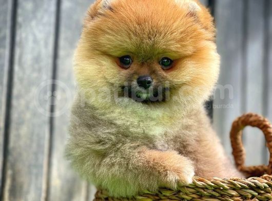 Güzel Ötesi Safkan Ayı Surat Teddybear Boo Pomeranian Kızımız Winy görsel