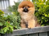 Güzel Ötesi Safkan Ayı surat Teddybear Boo Pomeranian Kızımız Winy