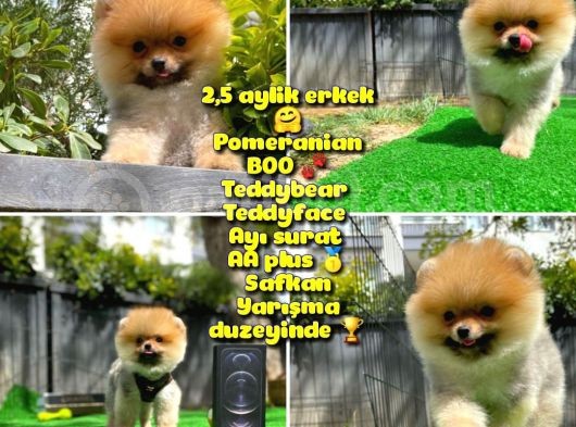 Orjinal Renk Ve Sınıf Boo Pomeranian Oğlumuz Pooh