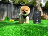 Orjinal Renk Ve Sınıf Boo Pomeranian Oğlumuz Pooh