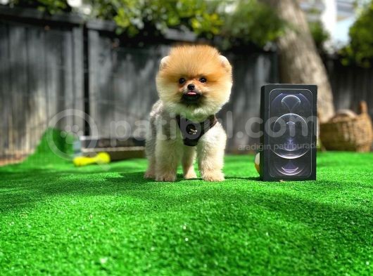 Orjinal Renk Ve Sınıf Boo Pomeranian Oğlumuz Pooh görsel