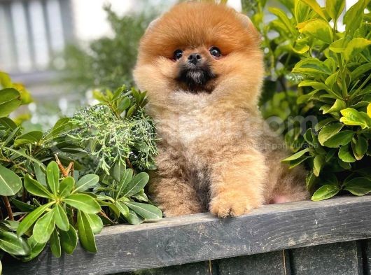 Dikkat Çeken Dişi Pomereanian Köpeği görsel