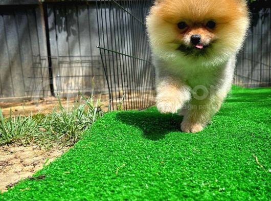 Orjinal Renk Ve Sınıf Boo Pomeranian Oğlumuz Pooh görsel