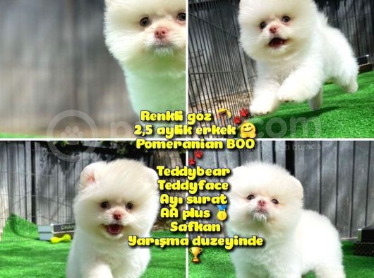 Renkli Göz Nadir Sınıf Soykan Boo Pomerian Oğlumuz