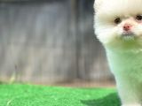 Renkli Göz Nadir Sınıf Soykan Boo Pomerian Oğlumuz