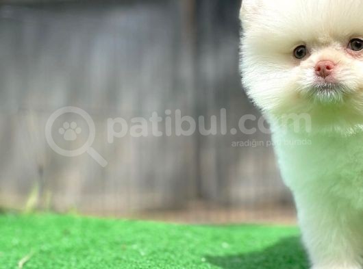 Renkli Göz Nadir Sınıf Soykan Boo Pomerian Oğlumuz görsel