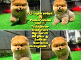Safkan Ayı Surat Teddybear Boo Pomeranian oğlumuz Bonny