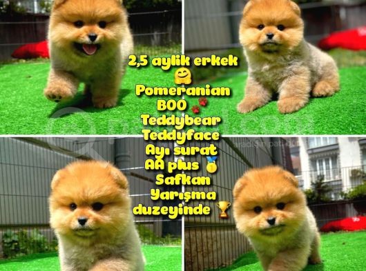 Safkan Ayı Surat Teddybear Boo Pomeranian Oğlumuz Bonny