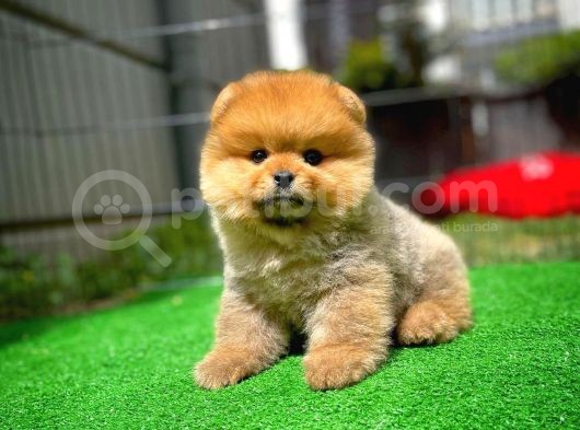 Safkan Ayı Surat Teddybear Boo Pomeranian Oğlumuz Bonny görsel