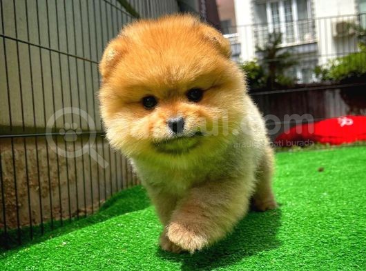Safkan Ayı Surat Teddybear Boo Pomeranian Oğlumuz Bonny görsel