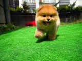 Safkan Ayı Surat Teddybear Boo Pomeranian Oğlumuz Bonny