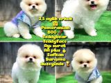 Orjinal Ayı Surat Teddybear Boo Pomeranian Oğlumuz Manga