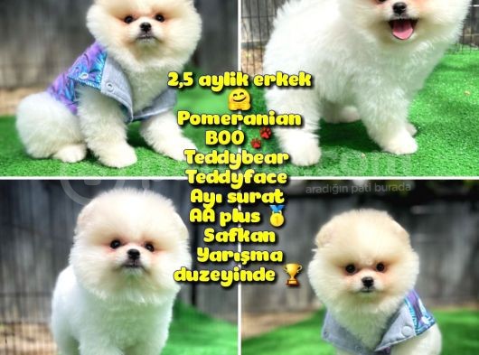 Orjinal Ayı Surat Teddybear Boo Pomeranian Oğlumuz Manga