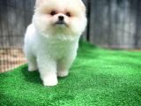 Orjinal Ayı Surat Teddybear Boo Pomeranian Oğlumuz Manga