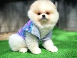 Orjinal Ayı Surat Teddybear Boo Pomeranian Oğlumuz Manga
