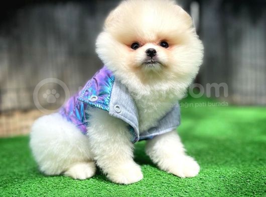 Orjinal Ayı Surat Teddybear Boo Pomeranian Oğlumuz Manga görsel