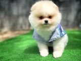 Orjinal Ayı Surat Teddybear Boo Pomeranian Oğlumuz Manga
