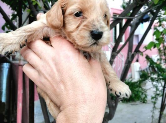 Cocker Yavrularımız