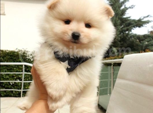 Orijinal Pomeranian Boo Yavrularımız görsel