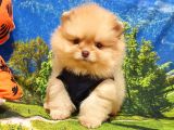 Orijinal Pomeranian Boo Yavrularımız