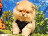 Pomeranian Boo Teddy Bear Yavrular