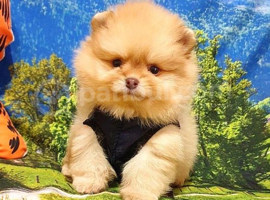 Pomeranian Boo Teddy Bear Yavrular görsel