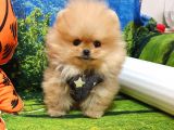 Orijinal Pomeranian Boo Yavrularımız