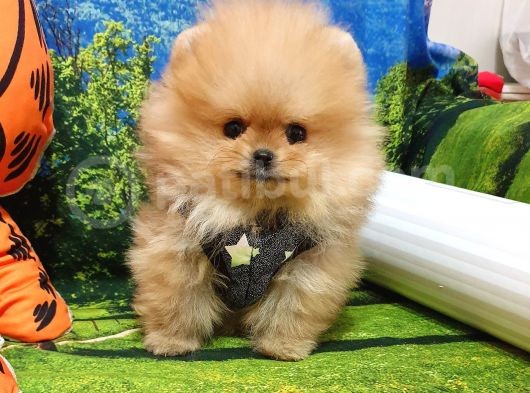 Orijinal Pomeranian Boo Yavrularımız