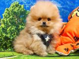 Orijinal Pomeranian Boo Yavrularımız