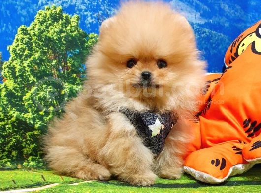 Orijinal Pomeranian Boo Yavrularımız görsel