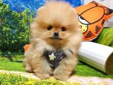 Orijinal Pomeranian Boo Yavrularımız