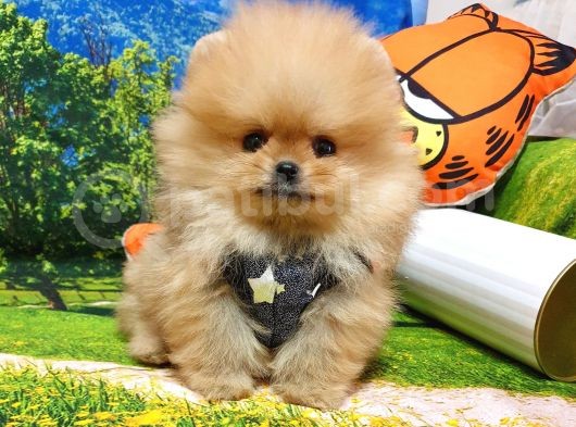 Orijinal Pomeranian Boo Yavrularımız görsel