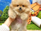Orijinal Pomeranian Boo Yavrularımız