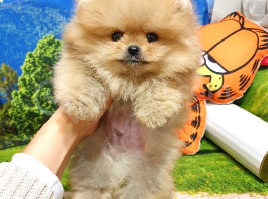 Orijinal Pomeranian Boo Yavrularımız görsel