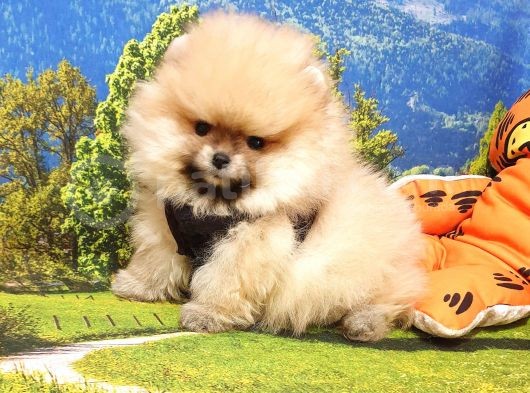Pomeranian Boo Teddy Bear Yavrular görsel