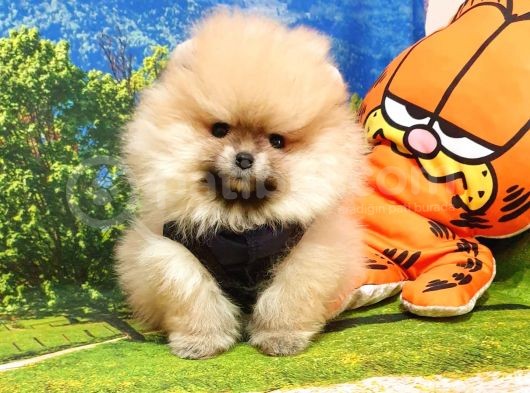 Pomeranian Boo Teddy Bear Yavrular