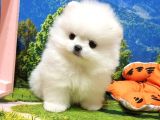 Pomeranian Boo Teddy Bear Yavrular