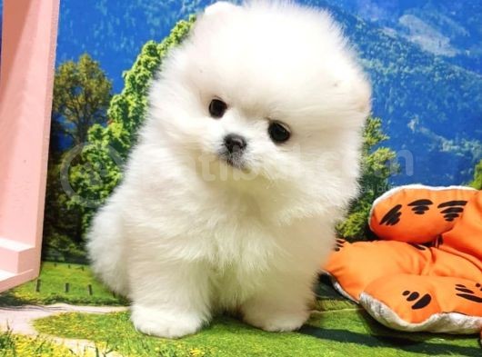 Pomeranian Boo Teddy Bear Yavrular görsel